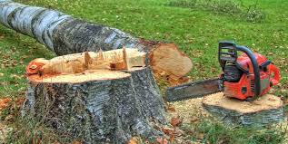 Best Fruit Tree Pruning  in Slippery Rock, PA