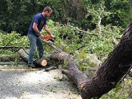 How Our Tree Care Process Works  in  Slippery Rock, PA